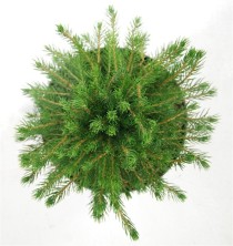 Picea a. 'Tompa'