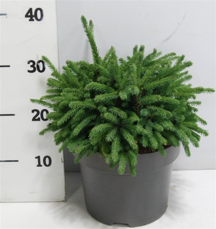 Picea gl. 'Echiniformis'