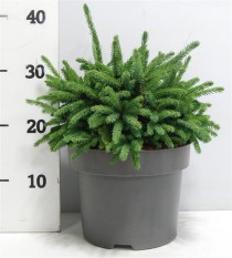 Picea gl. 'Echiniformis'