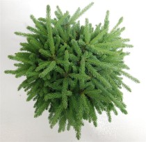 Picea gl. 'Echiniformis'