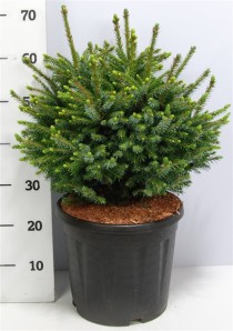 Picea omorika 'Nana'
