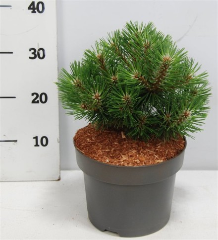 Pinus nigra 'Nana'
