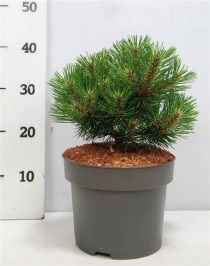 Pinus nigra 'Nana'
