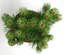Pinus nigra 'Nana'