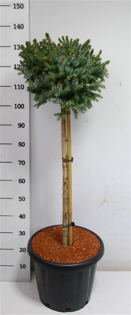 Picea omorika 'Nana'