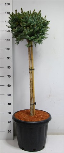 Picea omorika 'Nana'