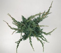 Juniperus squamata 'Meyeri'