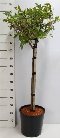 Wisteria brach. 'Yokohama fuji'