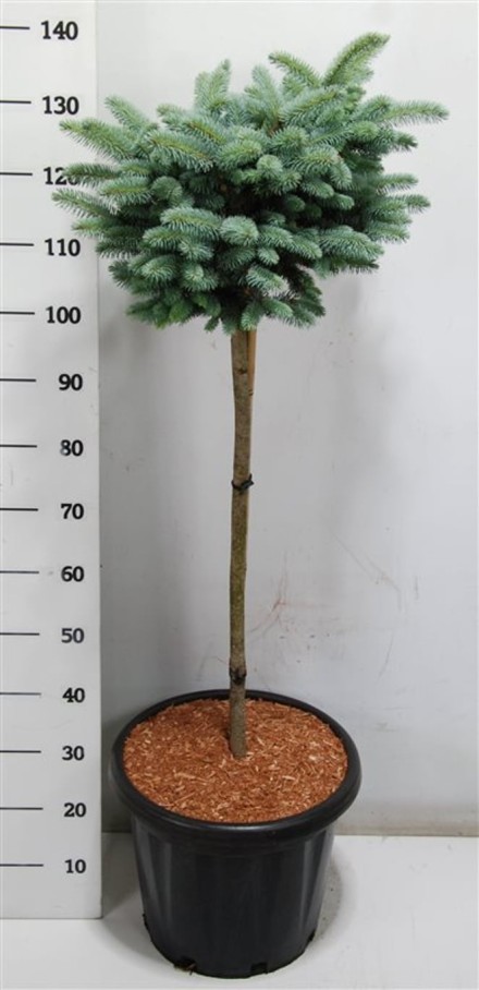 Picea pungens 'Glauca Globosa'