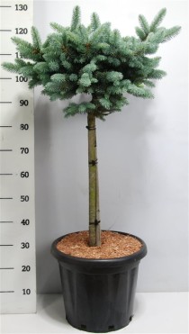 Picea pungens 'Glauca Globosa'