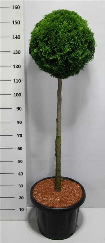 Thuja occ. 'Smaragd'
