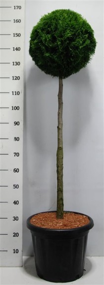 Thuja occ. 'Smaragd'