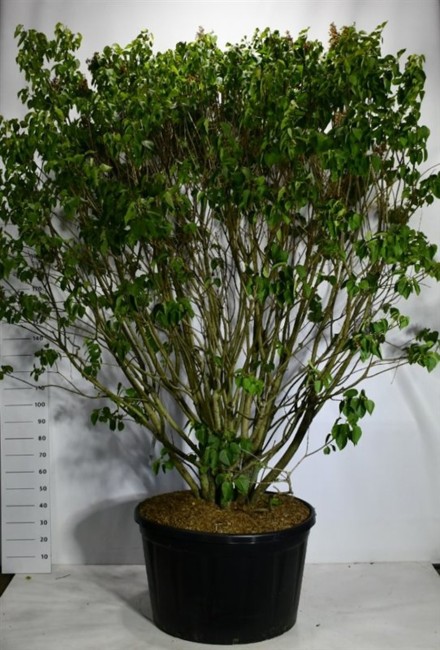 Syringa v. 'Michel Buchner'