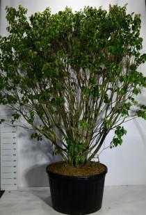 Syringa v. 'Michel Buchner'