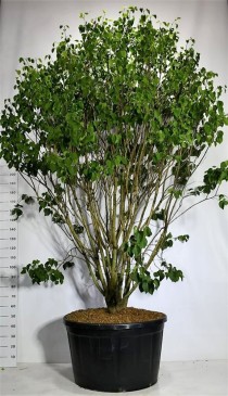 Syringa v. 'Sensation'
