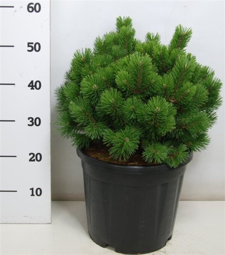 Pinus mugo 'Mops'