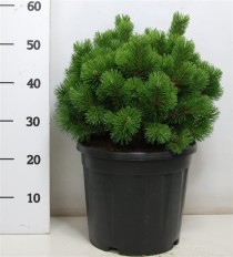 Pinus mugo 'Mops'