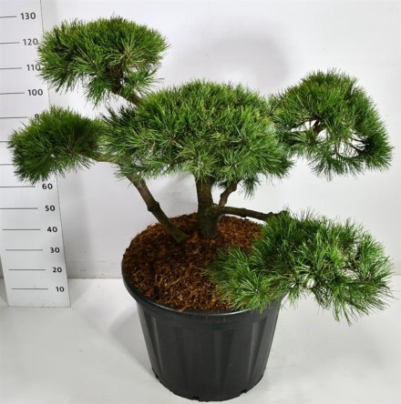 Pinus nigra