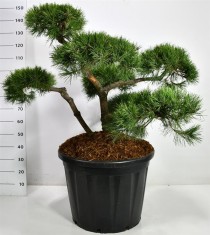 Pinus nigra