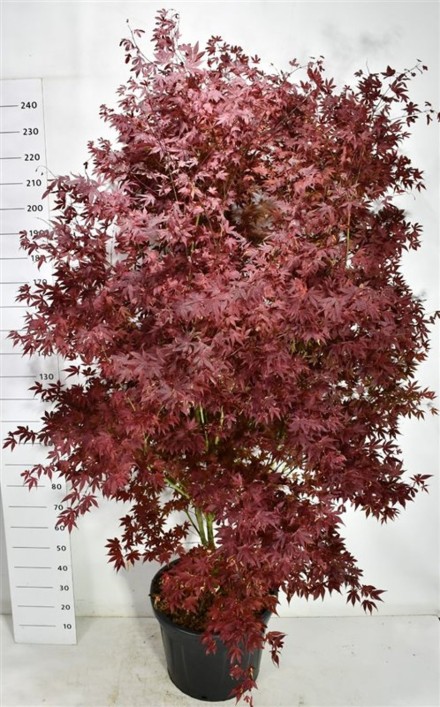 Acer pal. 'Atropurpureum'