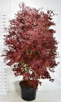 Acer pal. 'Atropurpureum'