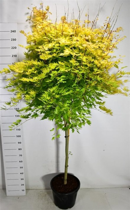 Acer shirasawanum 'Jordan'