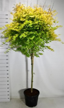 Acer shirasawanum 'Jordan'