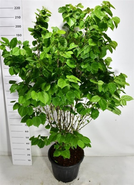 Cercis chinensis 'Avondale'
