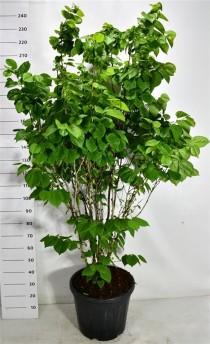 Cercis chinensis 'Avondale'