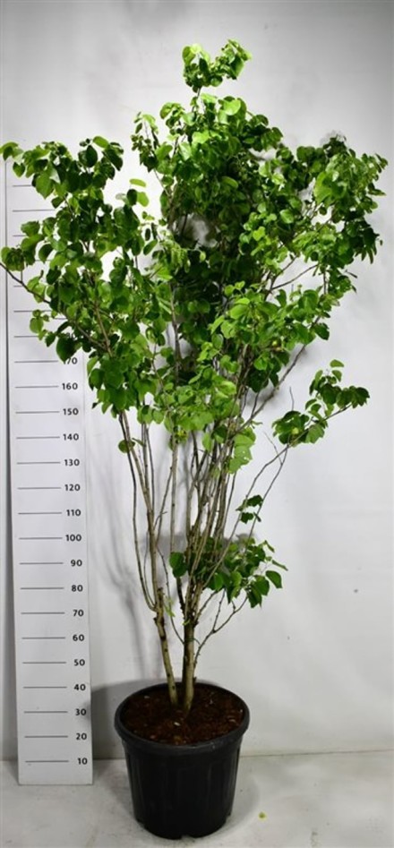 Cercis chinensis 'Shirobana'