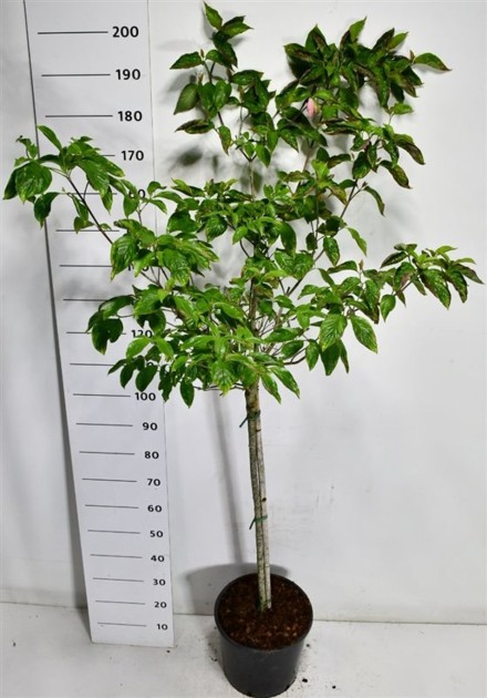 Cornus florida rubra
