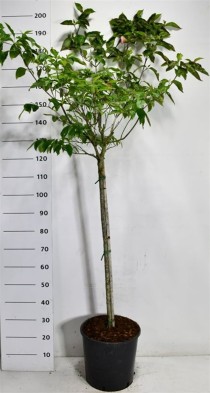 Cornus florida rubra