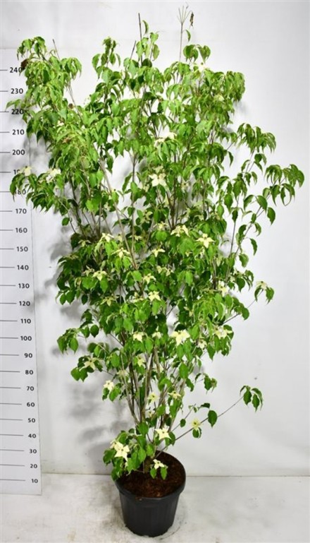 Cornus k. 'Weisse Fontaine'