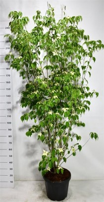 Cornus k. 'Weisse Fontaine'