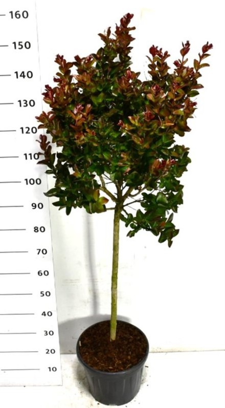 Lagerstroemia i. Pink Velour