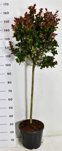 Lagerstroemia i. Pink Velour