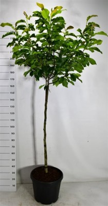Magnolia 'Flamingo'