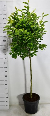 Magnolia soulangeana
