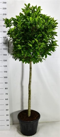 Magnolia 'Susan'