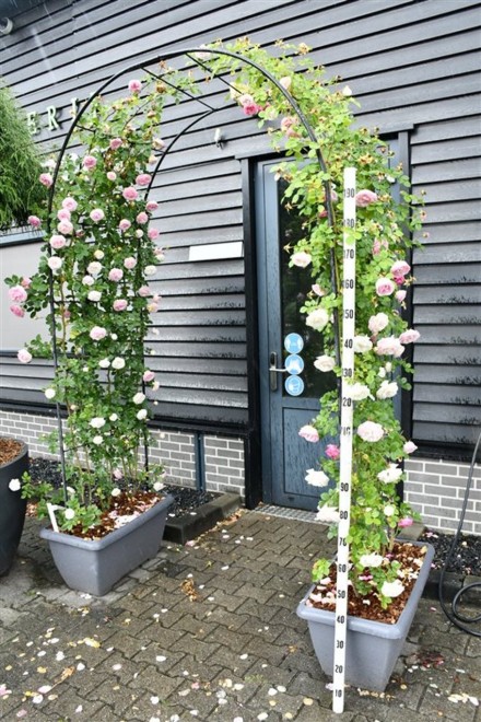 Rosa (K) 'Pierre de Ronsard'