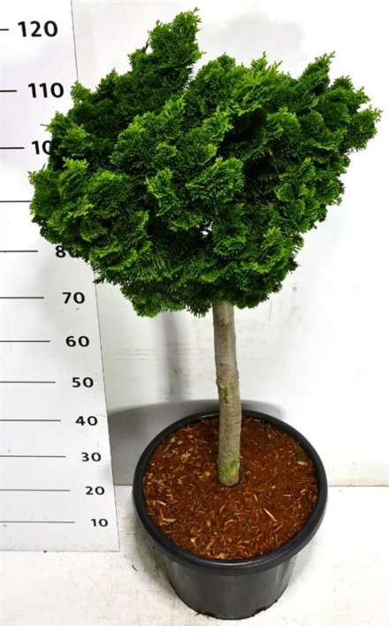 Chamaecyparis o. 'Nana Gracilis'