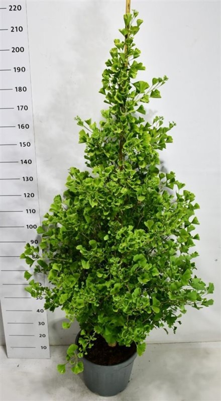 Ginkgo bil. Fastigiata Blagon