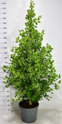 Ginkgo bil. Fastigiata Blagon
