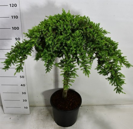 Juniperus conferta 'Schlager'