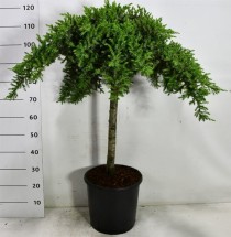 Juniperus conferta 'Schlager'