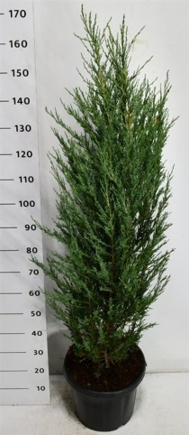 Juniperus s. 'Blue Arrow'