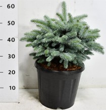 Picea pungens 'Glauca Globosa'