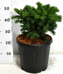 Picea pungens 'Lucky Strike'