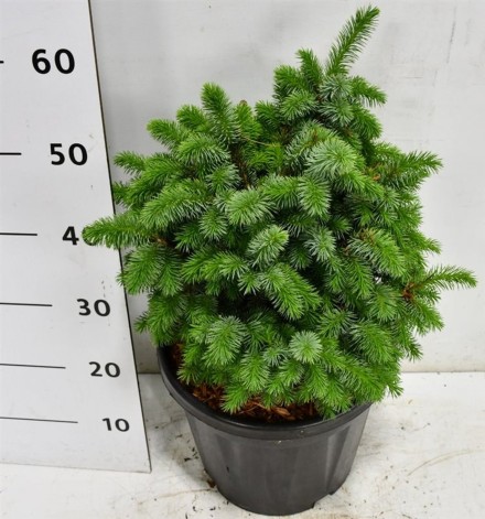 Picea sitchensis 'Midget'