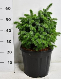 Picea sitchensis 'Midget'